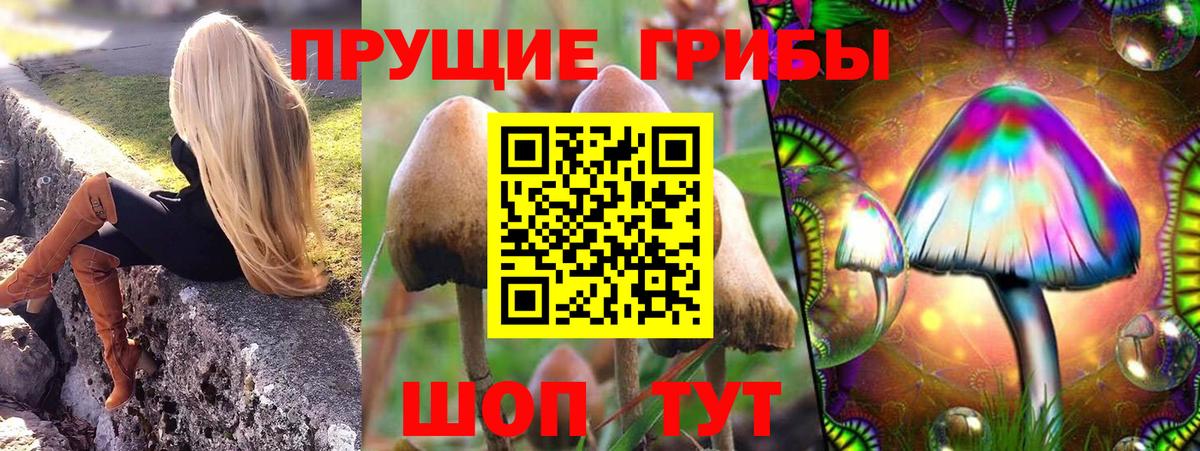 Галлюциногенные грибы Psilocybine cubensis Бузулук